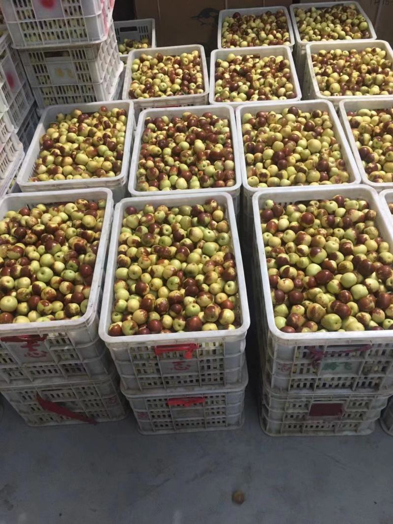 【推荐】山西运城冬枣大量供应一手货源品质保证全国发货