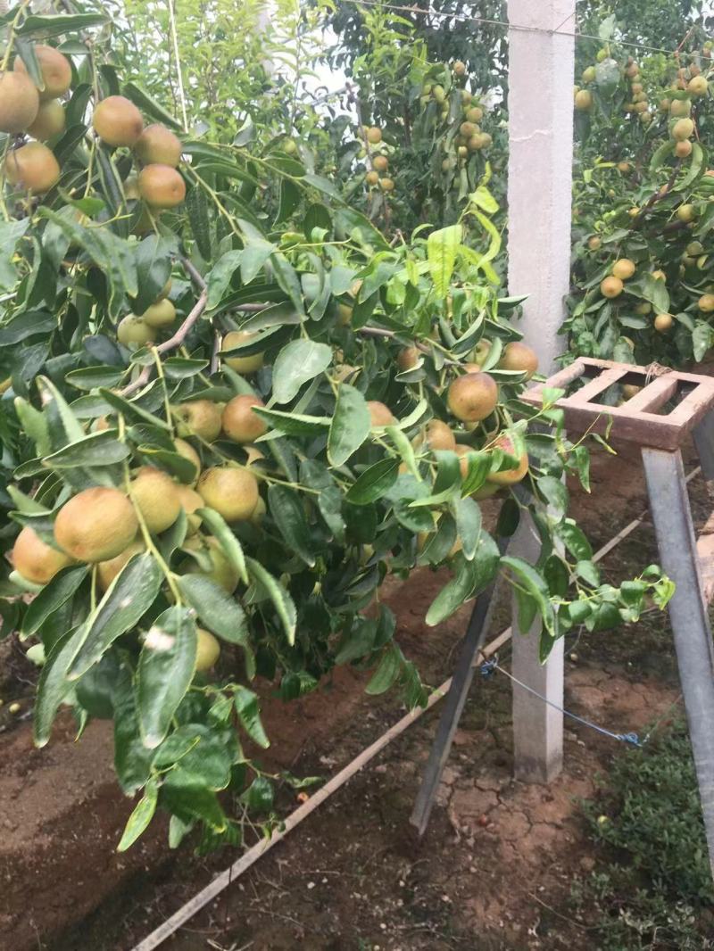 【推荐】山西运城冬枣大量供应一手货源品质保证全国发货
