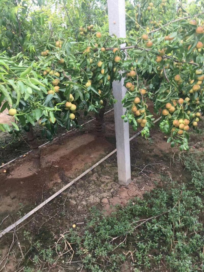 【推荐】山西运城冬枣大量供应一手货源品质保证全国发货