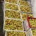 【推荐】山西运城冬枣大量供应一手货源品质保证全国发货