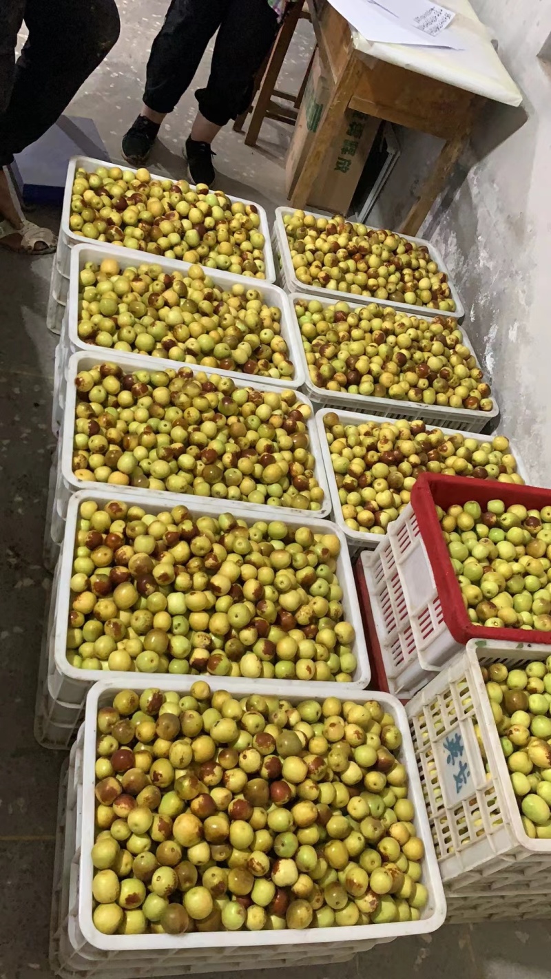 【推荐】山西运城冬枣大量供应一手货源品质保证全国发货