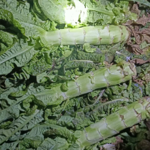 云南红叶莴笋