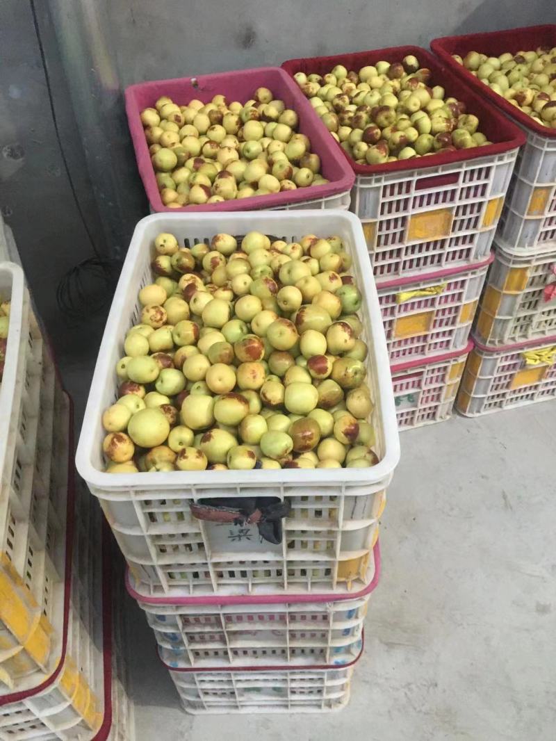 【冬枣】山西精品冬枣大量供应代收办一手货源欢迎各地客商