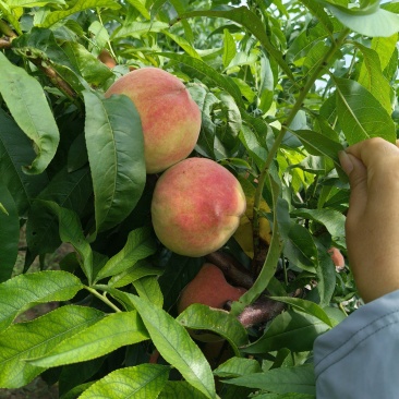 水蜜桃毛桃永涟8号，中秋王，**王大量上市有需要可以联系