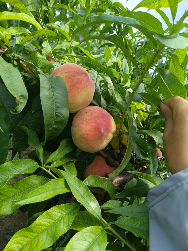 水蜜桃毛桃永涟8号，中秋王，**王大量上市有需要可以联系