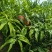 水蜜桃毛桃永涟8号，中秋王，**王大量上市有需要可以联系