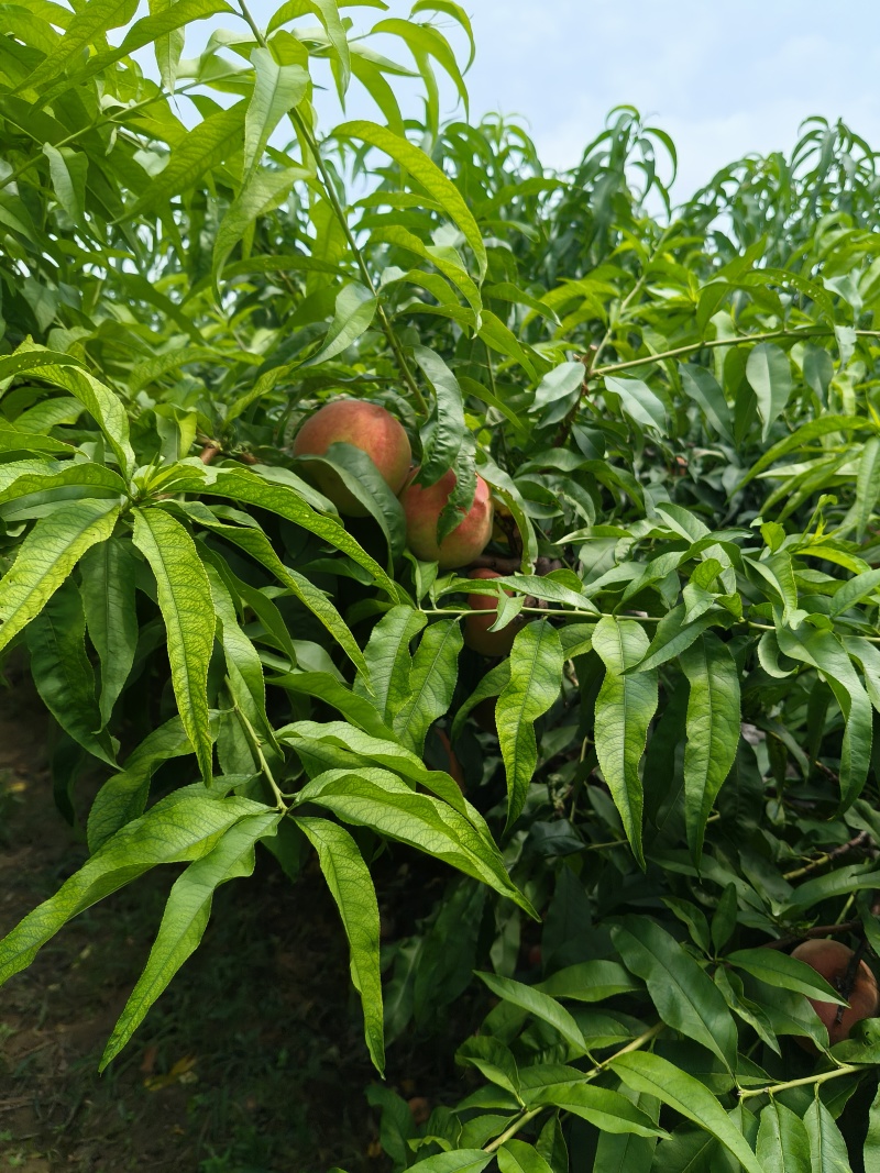 水蜜桃毛桃永涟8号，中秋王，**王大量上市有需要可以联系