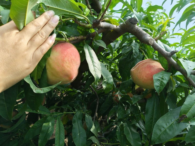 水蜜桃毛桃永涟8号，中秋王，**王大量上市有需要可以联系