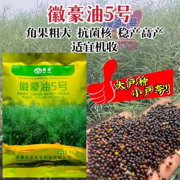 国豪油菜种籽徽豪油5号油菜籽种子矮杆大籽粒果粗大油菜籽