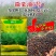 国豪油菜种籽徽豪油5号油菜籽种子矮杆大籽粒果粗大油菜籽