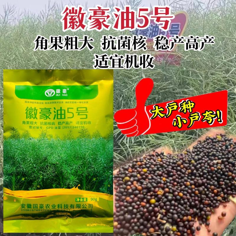 国豪油菜种籽徽豪油5号油菜籽种子矮杆大籽粒果粗大油菜籽