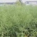 国豪油菜种籽徽豪油5号油菜籽种子矮杆大籽粒果粗大油菜籽