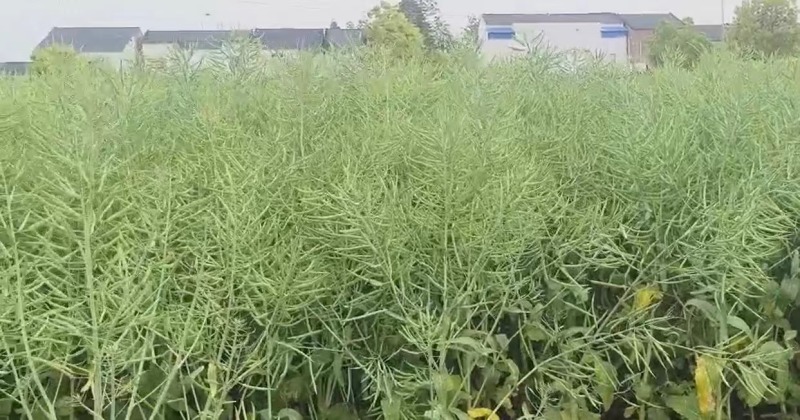 国豪油菜种籽徽豪油5号油菜籽种子矮杆大籽粒果粗大油菜籽