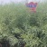 国豪油菜种籽徽豪油5号油菜籽种子矮杆大籽粒果粗大油菜籽