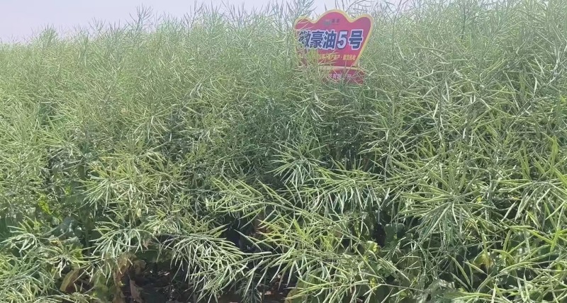 国豪油菜种籽徽豪油5号油菜籽种子矮杆大籽粒果粗大油菜籽