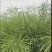 国豪油菜种籽徽豪油5号油菜籽种子矮杆大籽粒果粗大油菜籽