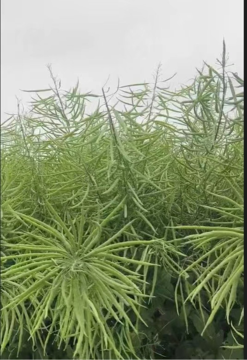国豪油菜种籽徽豪油5号油菜籽种子矮杆大籽粒果粗大油菜籽