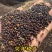 国豪油菜种籽徽豪油5号油菜籽种子矮杆大籽粒果粗大油菜籽