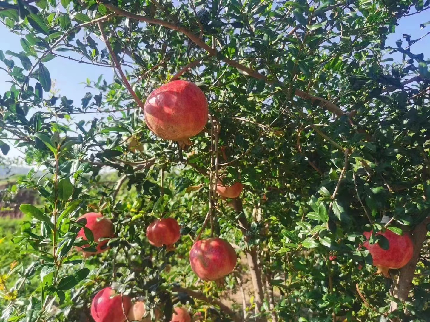 软籽石榴特写