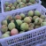 【永年四号蜜桃】甜度高水分足大量供应一手货源