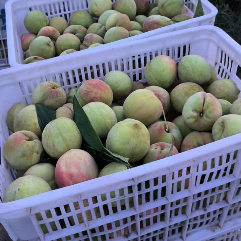 【永年四号蜜桃】甜度高水分足大量供应一手货源