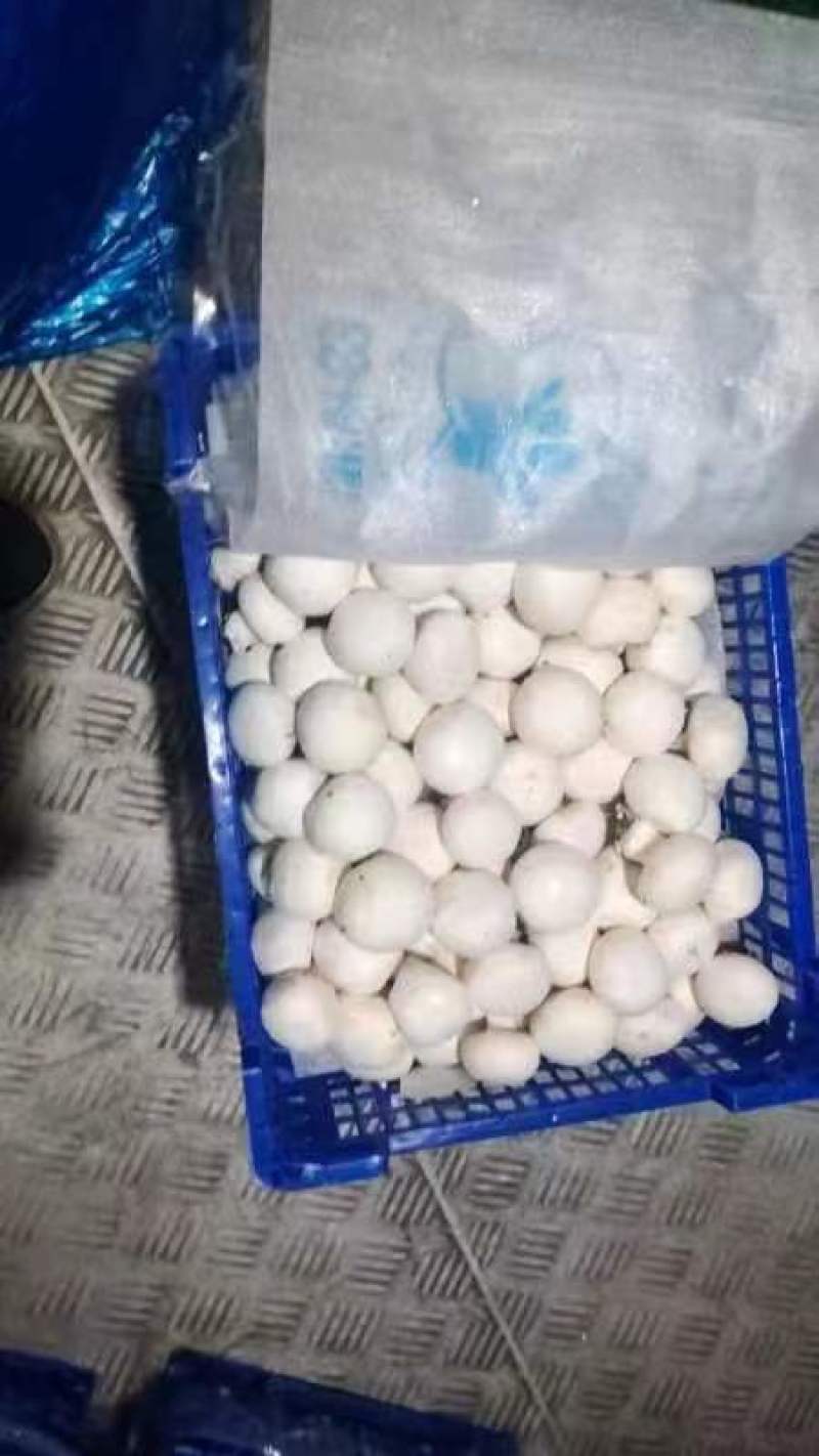 新鲜小蘑菇口蘑口菇白蘑菇一手货源实力代发全国商超