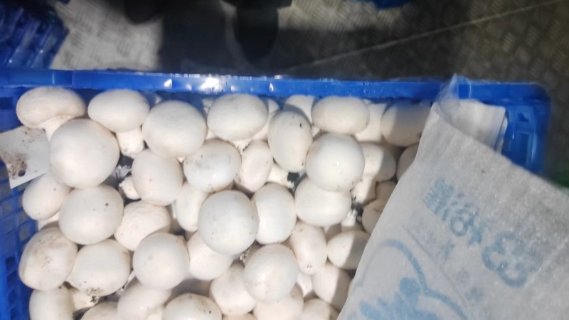 新鲜小蘑菇口蘑口菇白蘑菇一手货源实力代发全国商超