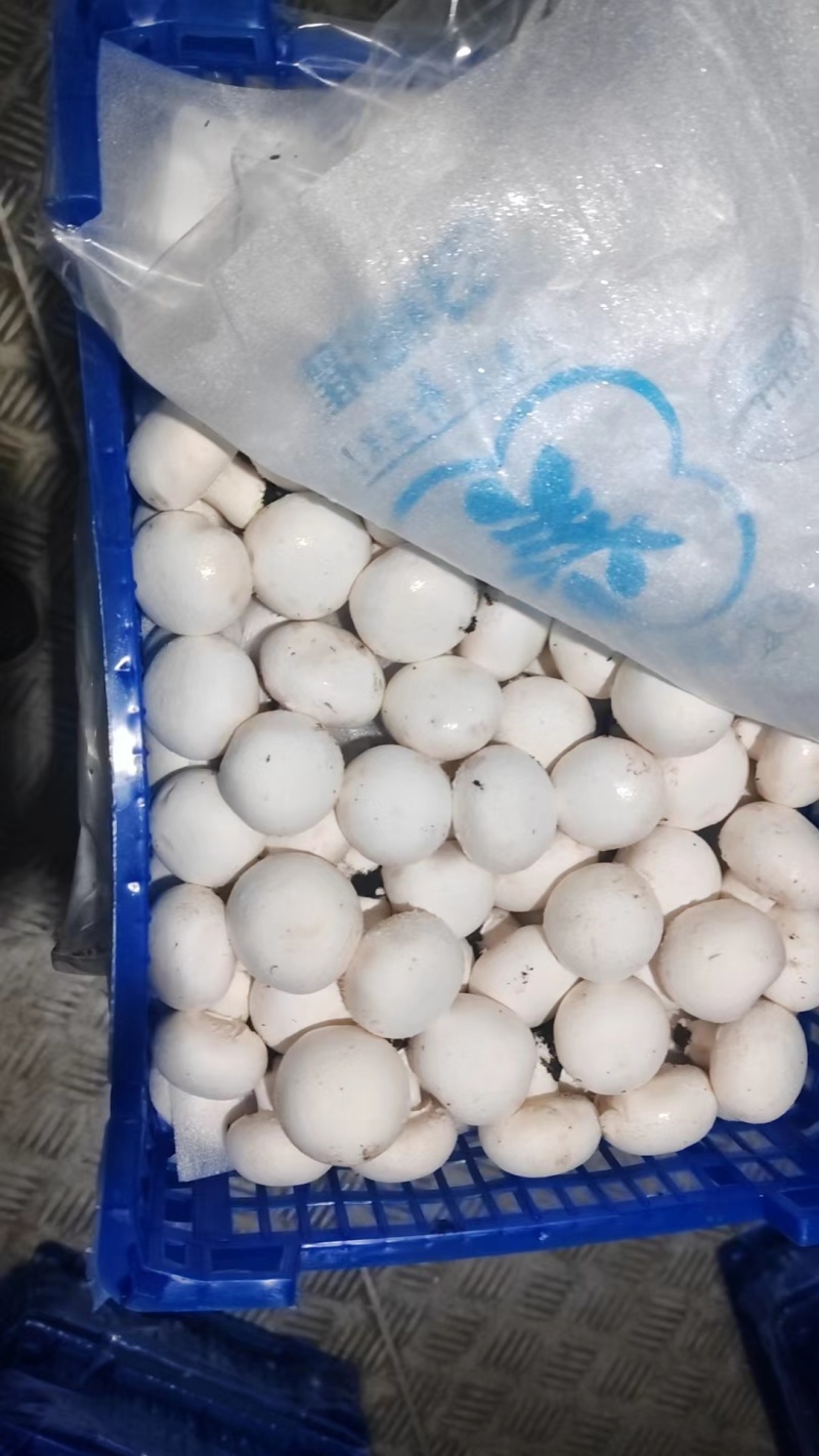 新鲜小蘑菇口蘑口菇白蘑菇一手货源实力代发全国商超
