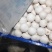 新鲜小蘑菇口蘑口菇白蘑菇一手货源实力代发全国商超