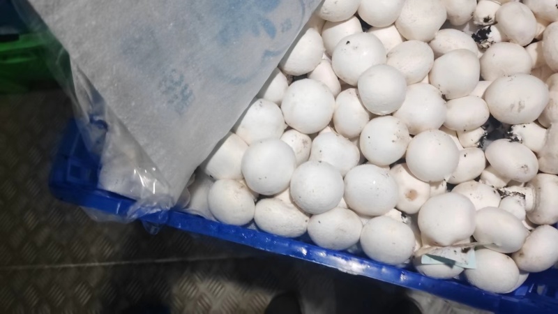 新鲜小蘑菇口蘑口菇白蘑菇一手货源实力代发全国商超