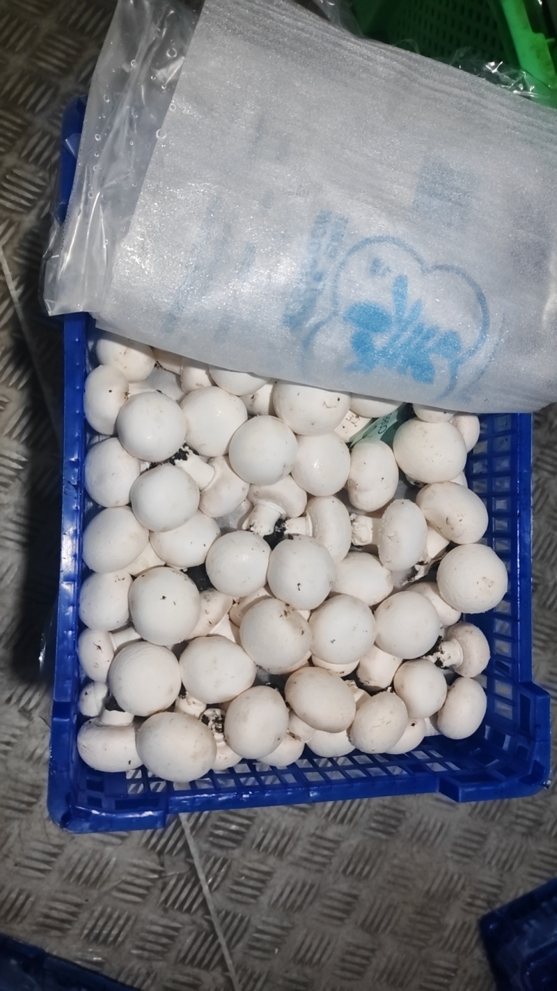 新鲜小蘑菇口蘑口菇白蘑菇一手货源实力代发全国商超