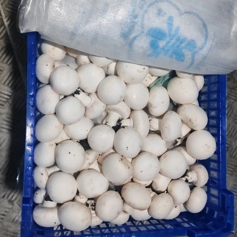 新鲜小蘑菇口蘑口菇白蘑菇一手货源实力代发全国商超