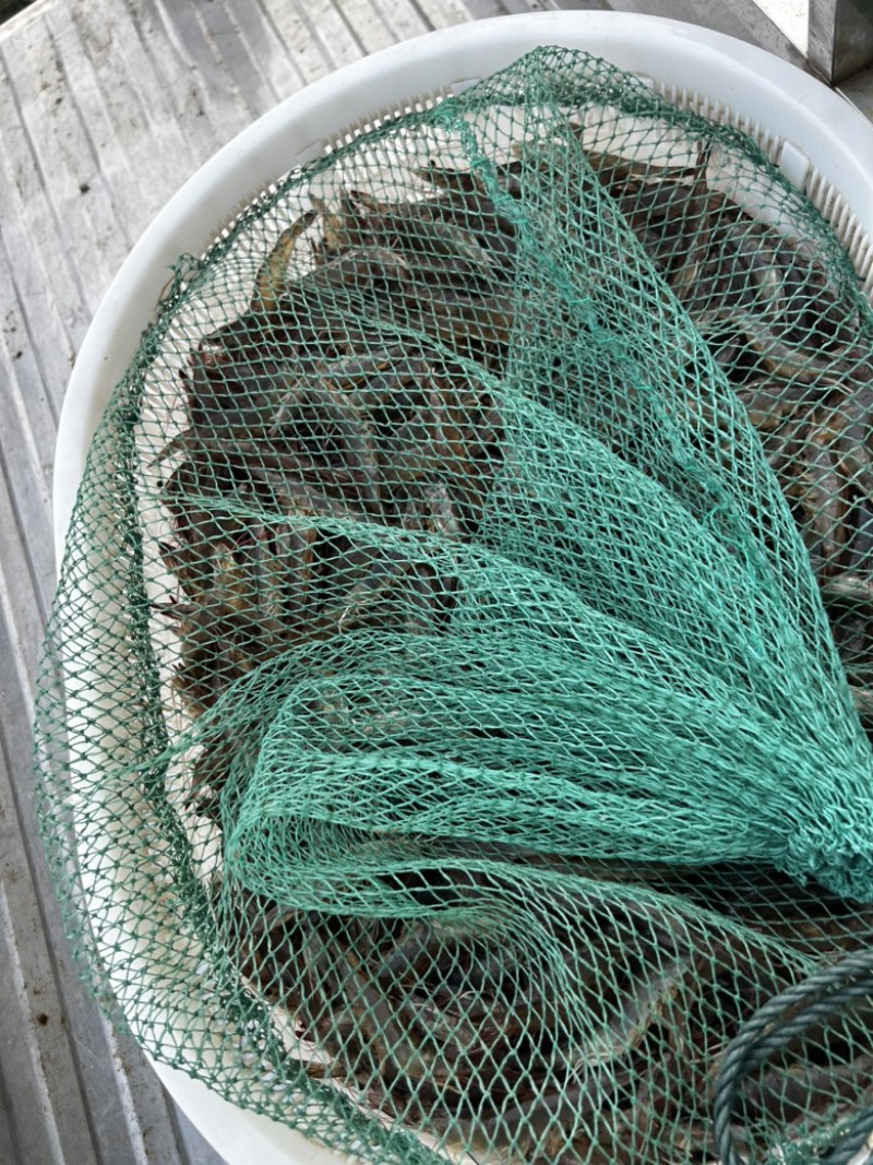 慈溪露天南美白对虾