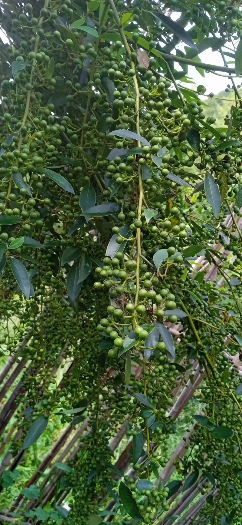 木姜子