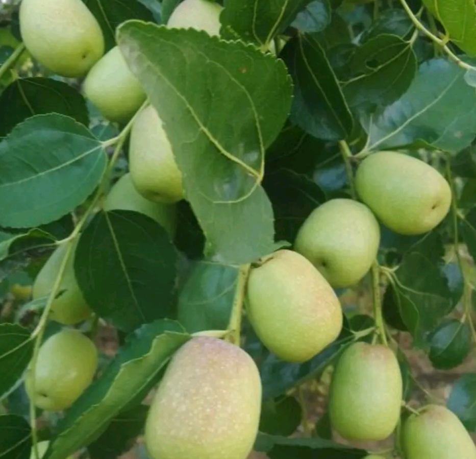 青枣成熟果实特写