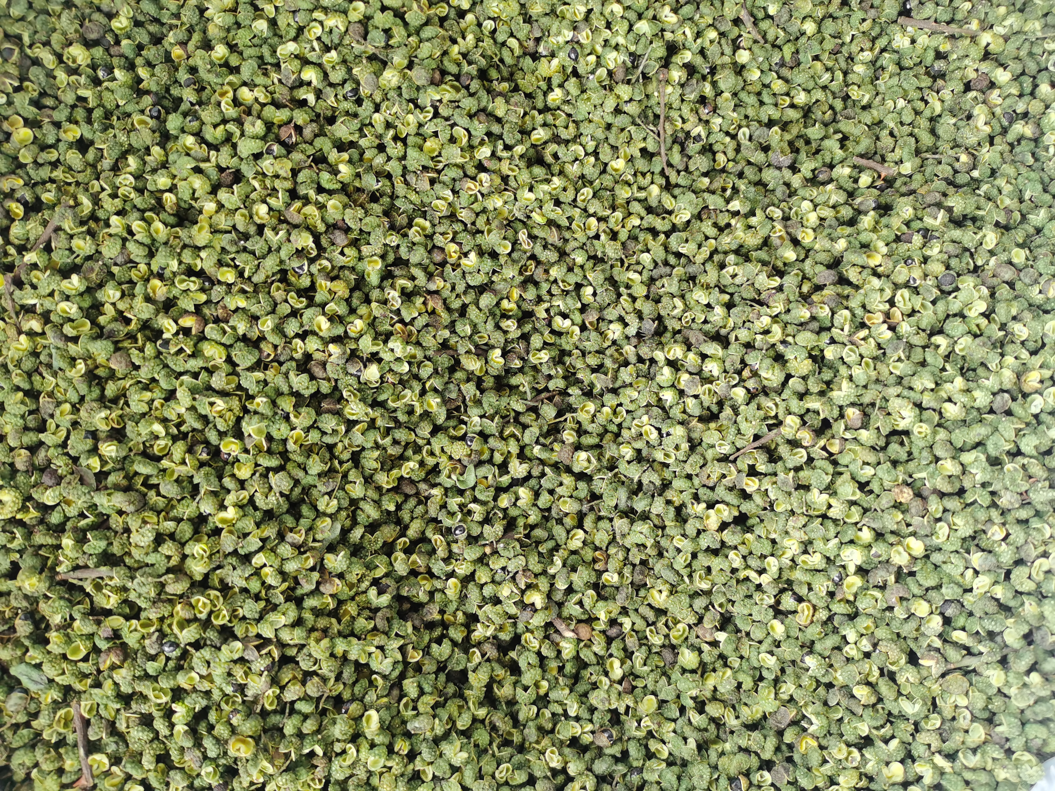 花椒果实与黑色籽分离图