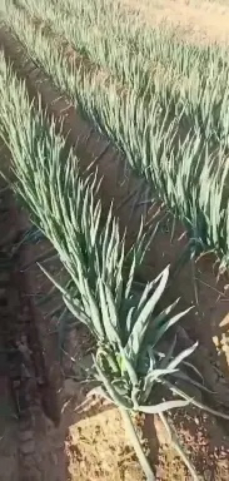 【精品长白大葱】河北定州产地新鲜供应，量大从优品质保障
