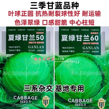 抗热夏绿甘兰5060甘蓝种子甜脆结球甘蓝种籽三季圆包菜种