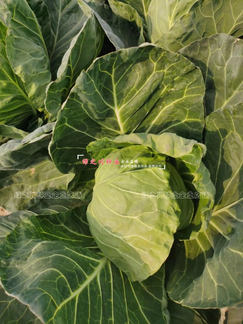 抗热夏绿甘兰5060甘蓝种子甜脆结球甘蓝种籽三季圆包菜种