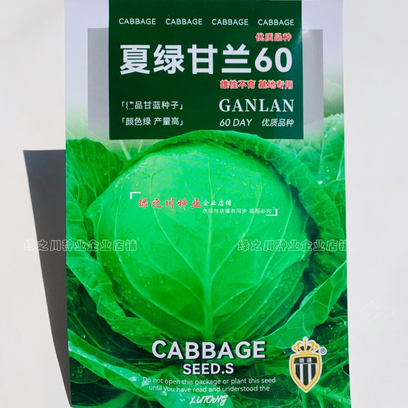 抗热夏绿甘兰5060甘蓝种子甜脆结球甘蓝种籽三季圆包菜种