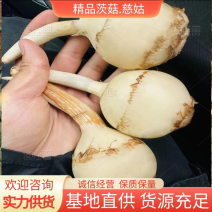 云南高原白肉茨菇，慈姑，500亩专业种植基地自产自销