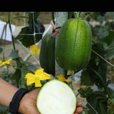 南方苹果丝瓜