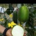 南方苹果丝瓜