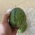 南方苹果丝瓜