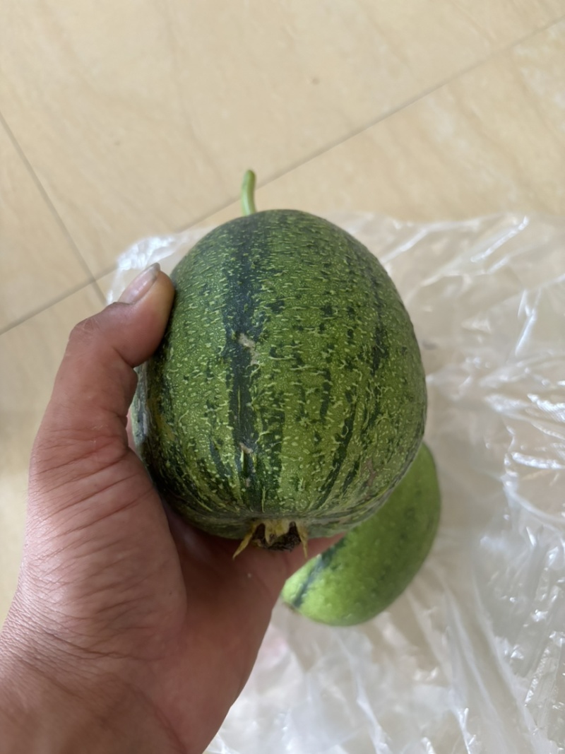 南方苹果丝瓜