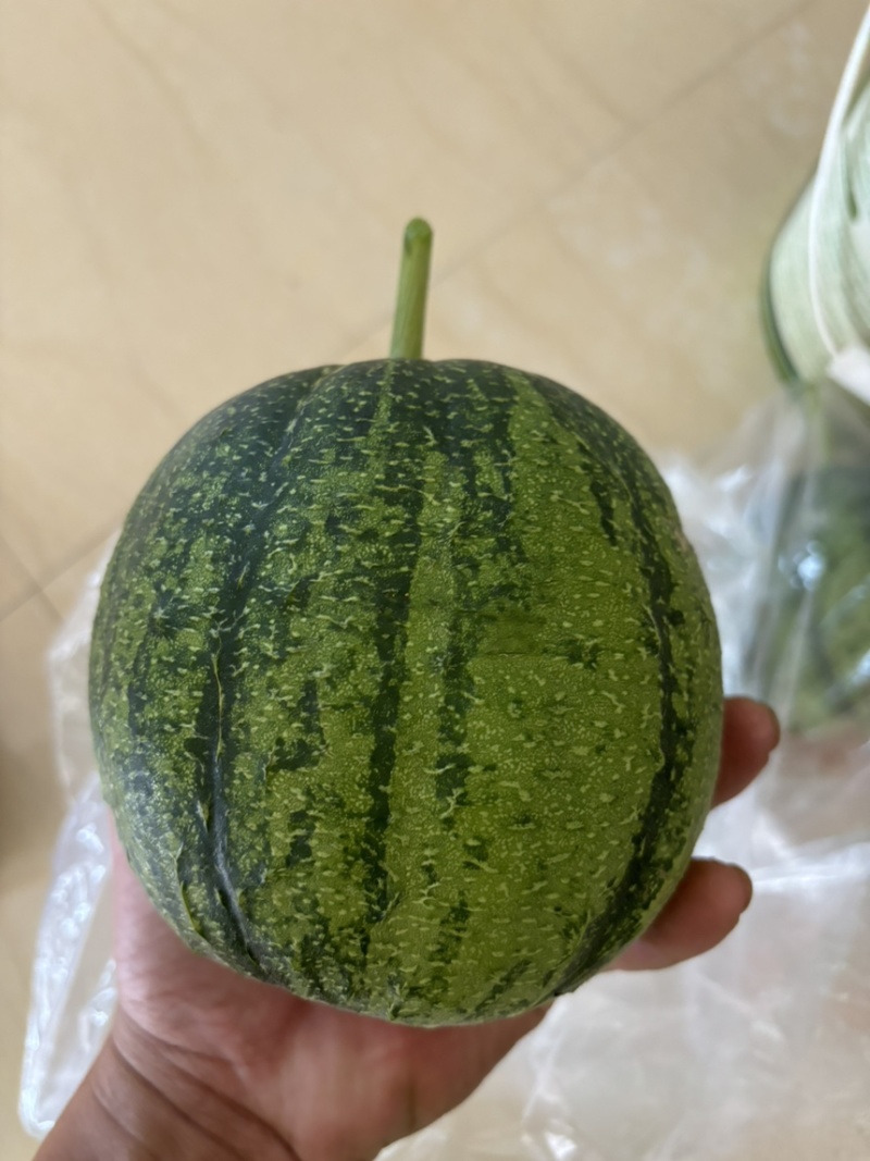 南方苹果丝瓜