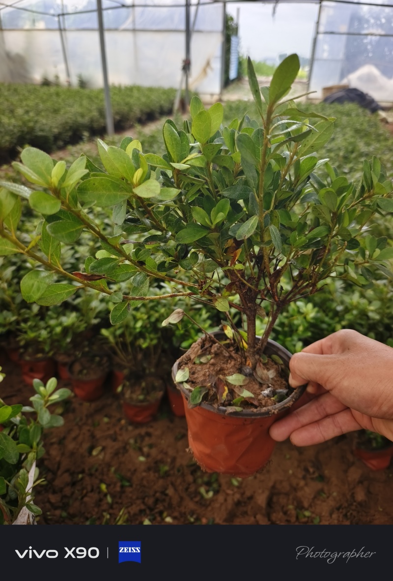 石岩杜鹃，是耐寒植物