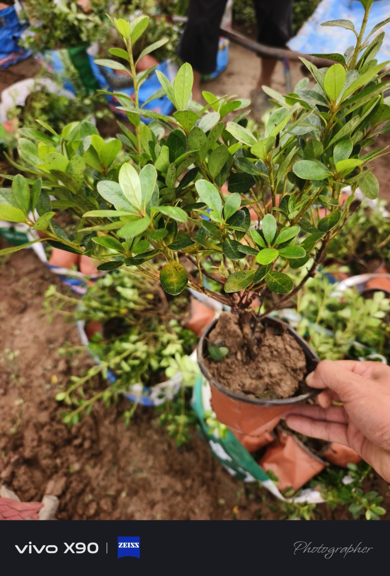 石岩杜鹃，是耐寒植物