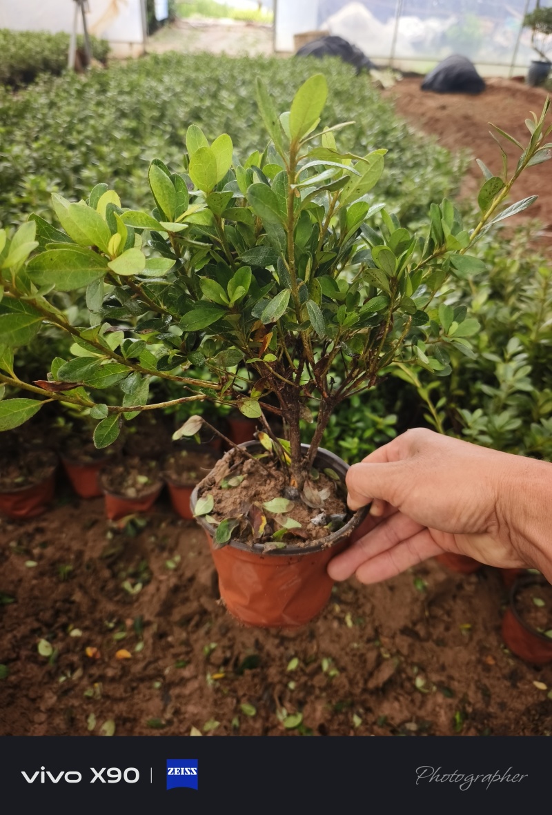 石岩杜鹃，是耐寒植物