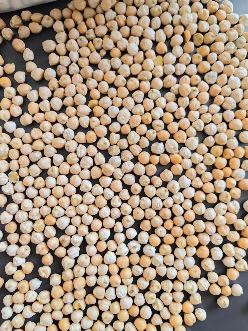 新疆鹰嘴豆一手货源全国代发价格优惠欢迎致电